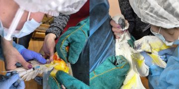 Более 100 конфискованных экзотических птиц проходят карантин в Ульяновском зоопарке