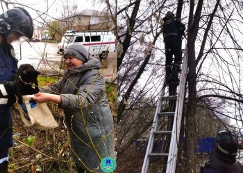 В Ульяновске бездомного кота сняли с дерева и тут же приютили