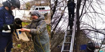 В Ульяновске бездомного кота сняли с дерева и тут же приютили