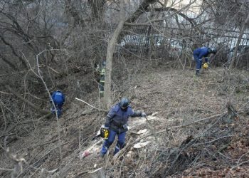 В Ульяновске разрешили вырубать американский клён и борщевик без лишних бумажек