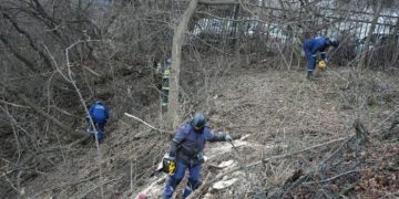 В Ульяновске разрешили вырубать американский клён и борщевик без лишних бумажек