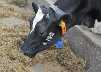 Производители молока в Ульяновской области работают на грани убытка