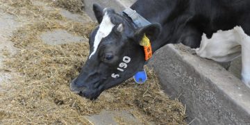 Производители молока в Ульяновской области работают на грани убытка