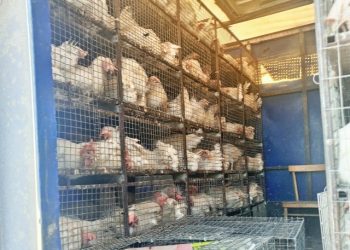 «Неправильных» кур и коров пытались ввезти в Ульяновскую область