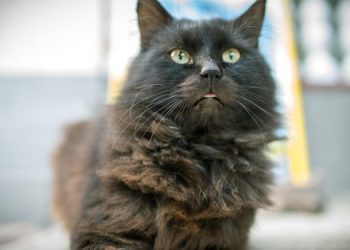 Застряла в окне: ульяновские ветеринары спасают кошку с краш-синдромом