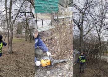 На Верхней Террасе в Ульяновске снесли 14 безнадёжных клёнов