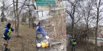 На Верхней Террасе в Ульяновске снесли 14 безнадёжных клёнов