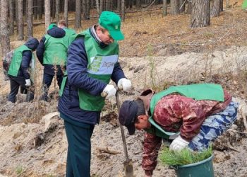 В Ульяновской области начали сажать новый лес