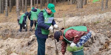 В Ульяновской области начали сажать новый лес