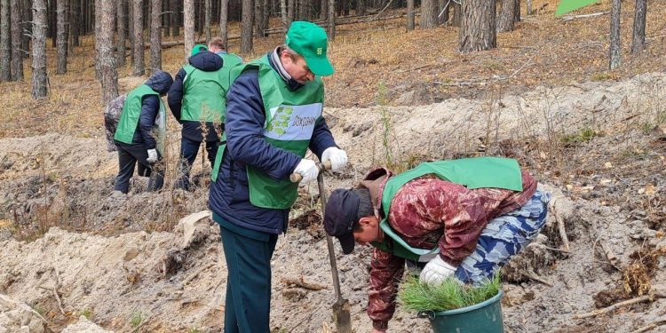 В Ульяновской области начали сажать новый лес