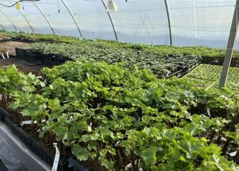 Первая партия: ульяновский виноград отправился в Республику Беларусь