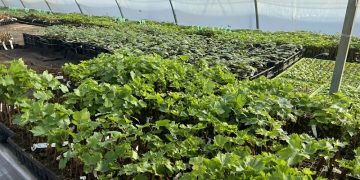 Первая партия: ульяновский виноград отправился в Республику Беларусь