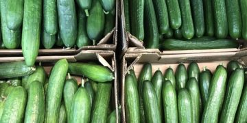 Ульяновские огурцы снова оказались самыми дешёвыми в России