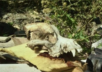 Мясной скандал в Ульяновской области: суд заставил бизнесмена чистить землю от заразы