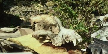 Мясной скандал в Ульяновской области: суд заставил бизнесмена чистить землю от заразы