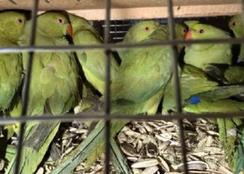 По экзотическим птицам из Ульяновского зоопарка возбуждено уголовное дело