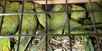 По экзотическим птицам из Ульяновского зоопарка возбуждено уголовное дело