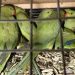 По экзотическим птицам из Ульяновского зоопарка возбуждено уголовное дело