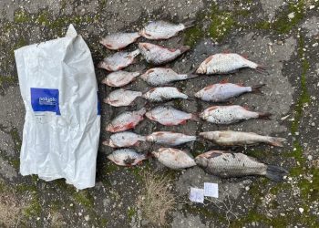 Жителю Ульяновской области грозит до двух лет колонии за 19 рыб