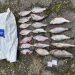 Жителю Ульяновской области грозит до двух лет колонии за 19 рыб