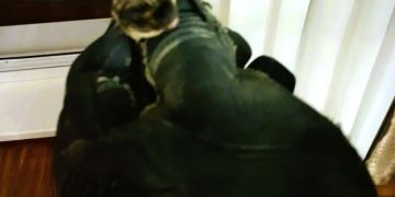 В квартиру на улице Орджоникидзе залетела летучая мышь