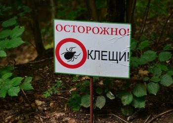 За неделю в Ульяновской области клещи покусали 110 человек