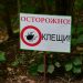За неделю в Ульяновской области клещи покусали 110 человек