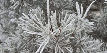 Ночью и утром 10–11 мая в Ульяновске ударят заморозки