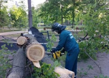 В парке Матросова убрали упавшее дерево
