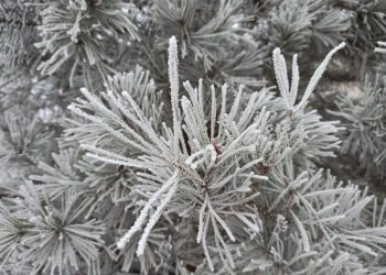 Заморозки до -1°C ожидаются в Ульяновской области 30 мая