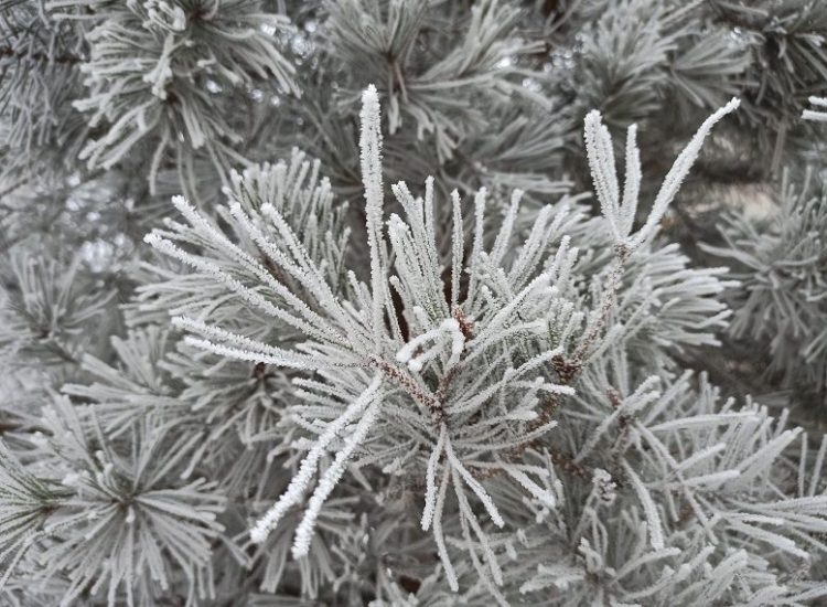 Заморозки до -1°C ожидаются в Ульяновской области 30 мая