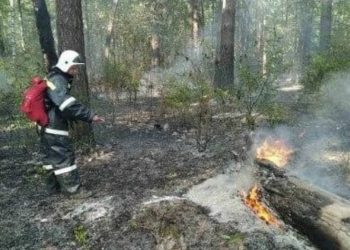 Ульяновцам запретили посещать «военные» леса под страхом уголовной ответственности