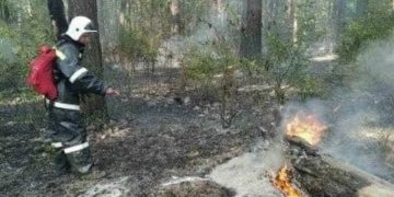 Ульяновцам запретили посещать «военные» леса под страхом уголовной ответственности