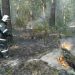 Ульяновцам запретили посещать «военные» леса под страхом уголовной ответственности