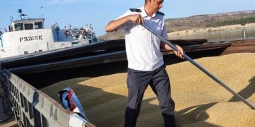 Ульяновская пшеница уходит на экспорт
