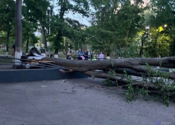 В парке Матросова дерево рухнуло на скейт-парк