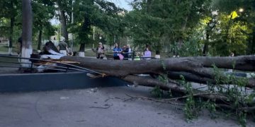 В парке Матросова дерево рухнуло на скейт-парк