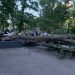 В парке Матросова дерево рухнуло на скейт-парк