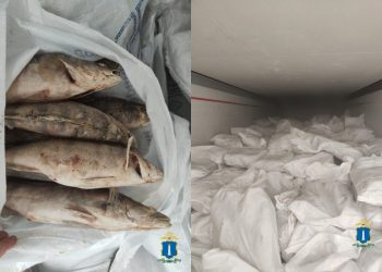60 тонн контрафактной рыбы на ₽10 млн выявили в Ульяновской области
