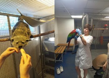 Ульяновские ветеринары проверили животных перед гастролями Цирка Никулина