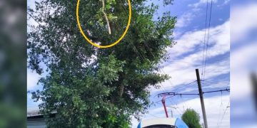 В Киндяковке упавшая с дерево ветка парализовала движение трамваев