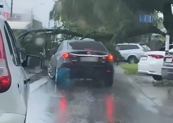 Упавшее дерево парализовало движение автотранспорта по улице Урицкого в Ульяновске