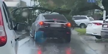 Упавшее дерево парализовало движение автотранспорта на улице Урицкого в Ульяновске