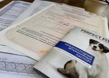 20 домашних животных из Ульяновской области уехали за границу с ветсертификатами
