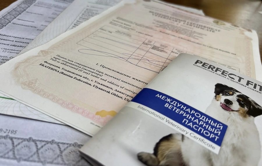 20 домашних животных из Ульяновской области уехали за границу с ветсертификатами