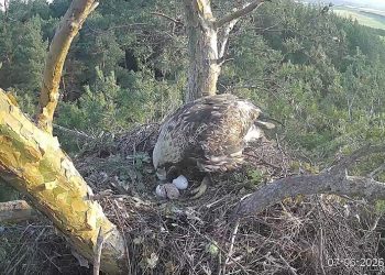 Чудо в «Сенгилеевских горах»: у орлов Белогора и Гилеи вылупился птенец