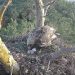 Чудо в «Сенгилеевских горах»: у орлов Белогора и Гилеи вылупился птенец