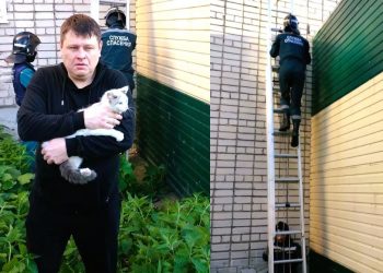 Ульяновские спасатели сняли кота с крыши пристройки