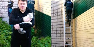 Ульяновские спасатели сняли кота с крыши пристройки