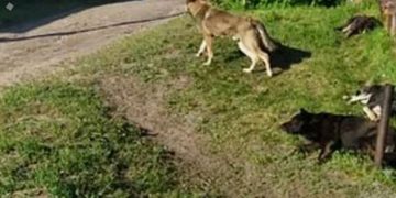 Бродячие собаки два года терроризируют садоводов в Ульяновской области